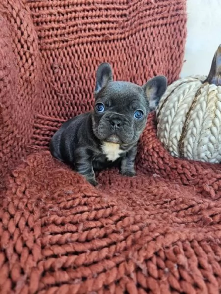 Cuccioli di bulldog francese | Foto 0