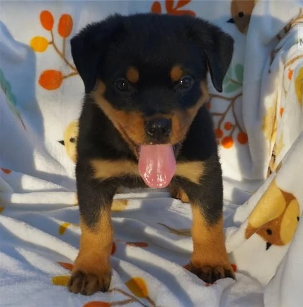 Regalo cuccioli di Rottweiler | Foto 1