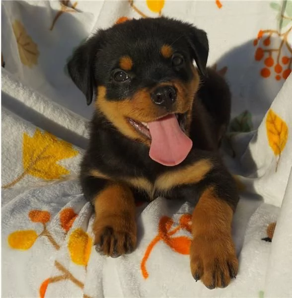 Regalo cuccioli di Rottweiler