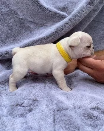 rinunciando a bulldog francese maschio e femmina | Foto 2