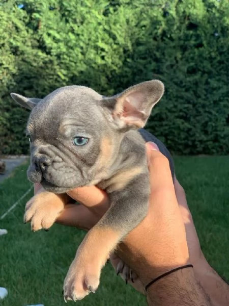 Regalo giocoso bulldog francese maschio e femmina | Foto 2