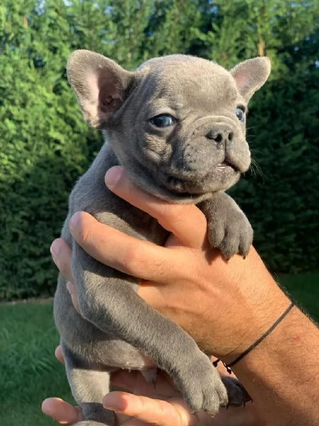 Regalo giocoso bulldog francese maschio e femmina | Foto 1