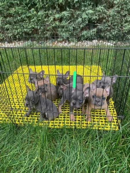 Regalo giocoso bulldog francese maschio e femmina