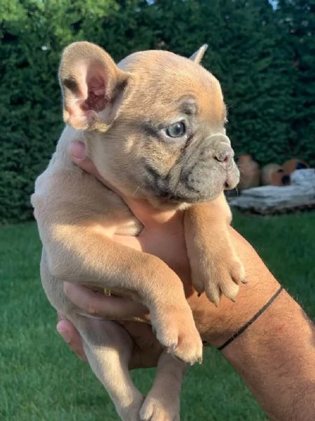 Regalo giocoso bulldog francese maschio e femmina | Foto 0