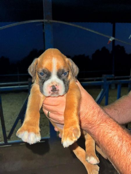 Regalo splendido boxer | Foto 0