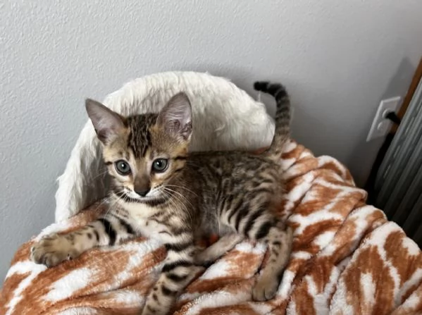 BENGAL CUCCIOLI DISPONIBILI