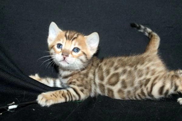 cuccioli bengal