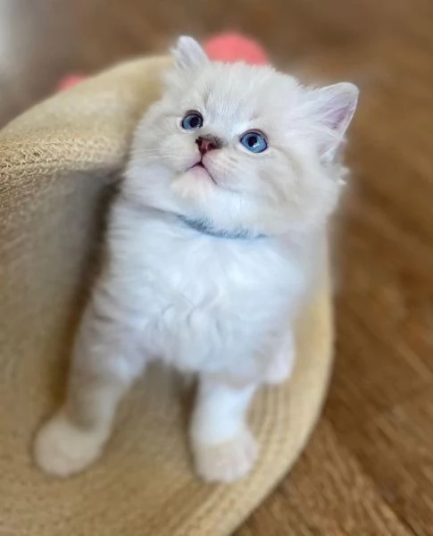 Cuccioli ragdoll!!