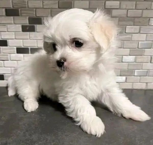 Disponibili 2 cuccioli di Maltese toy  | Foto 0