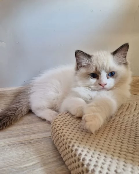 Bellissimi e dolcissimi cuccioli di Ragdoll 