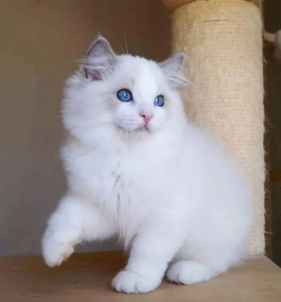 Ragdoll cuccioli