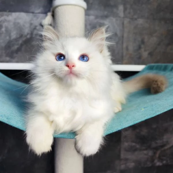 Dolcissimo Cuccioli Ragdoll!!