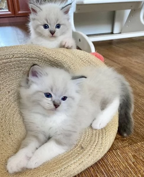 Bellissimi e dolcissimi cuccioli di Ragdoll!! | Foto 1