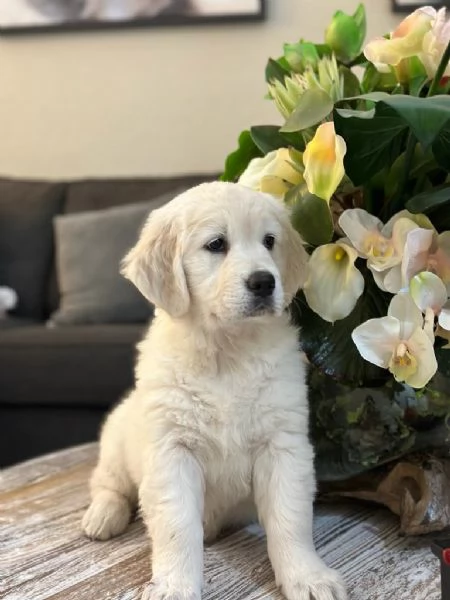 Cucciole di Golden retriever di circa 3 mesi. | Foto 0