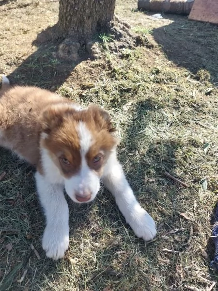 Cuccioli razza Pura Pastore Australiano PEDIGREE  | Foto 0