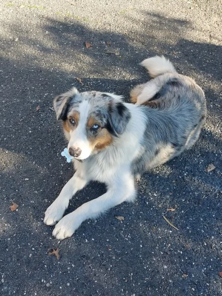 Cuccioli razza Pura Pastore Australiano PEDIGREE 