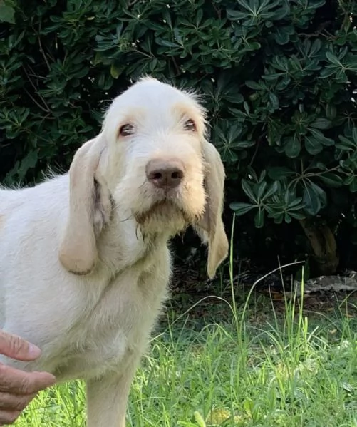 Cane Spinone Italiano 5 mesi | Foto 1