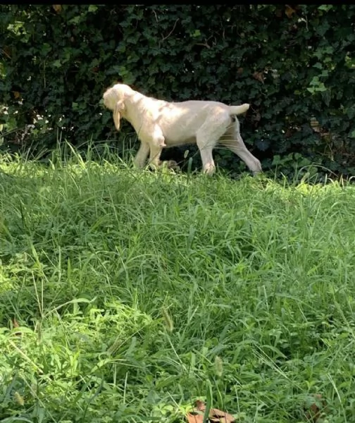 Cane Spinone Italiano 5 mesi | Foto 0