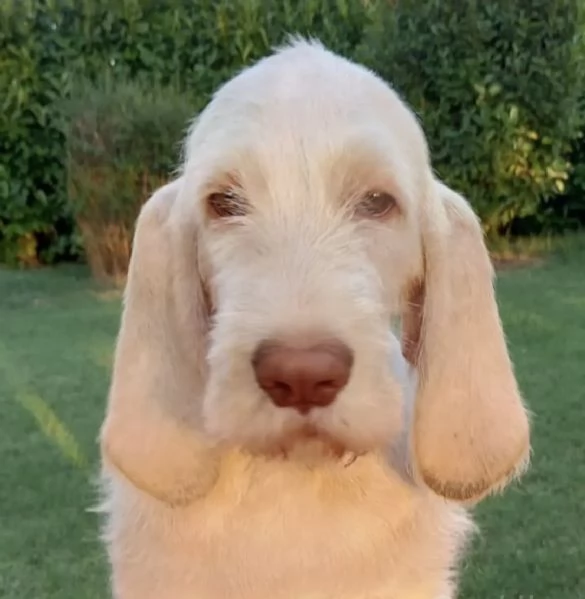 Cane Spinone Italiano 5 mesi