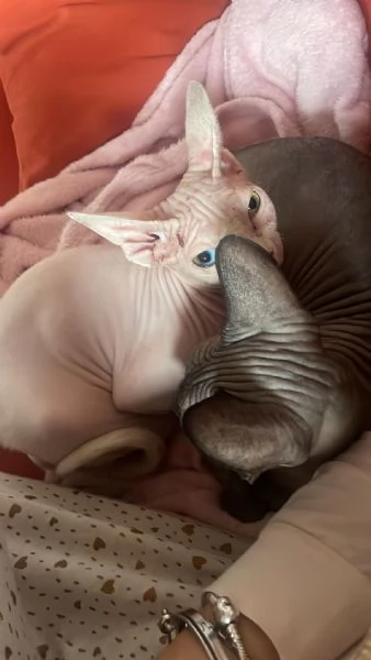 Coppia gatti Sphynx | Foto 4