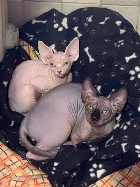 Coppia gatti Sphynx