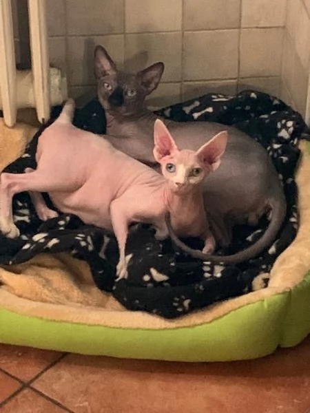 Coppia gatti Sphynx | Foto 2