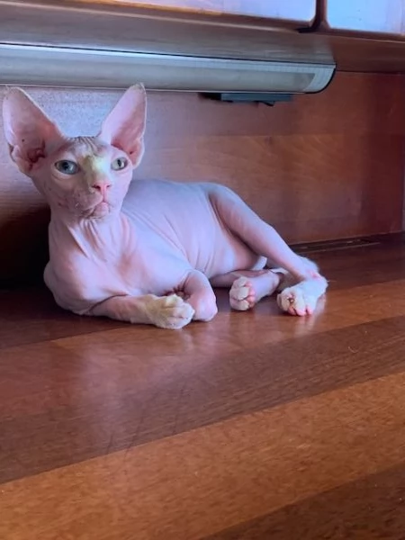 Coppia gatti Sphynx | Foto 0