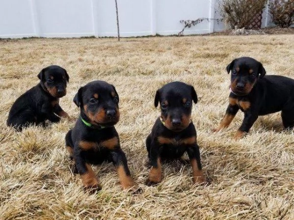 Regalo cuccioli di Rottweiller  disponibili.