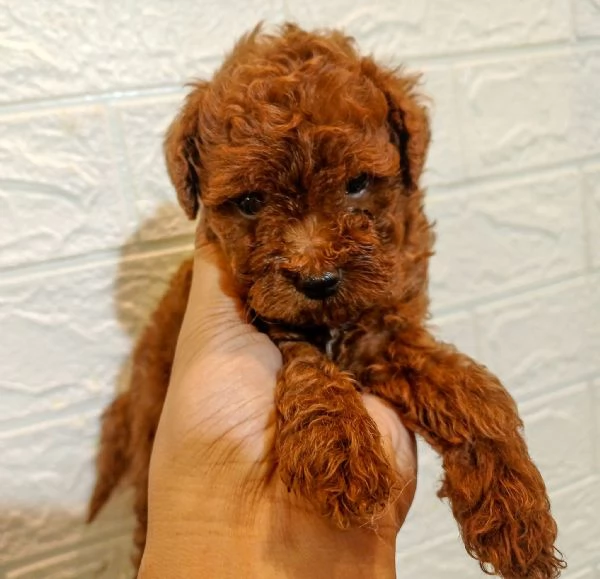 CUCCIOLI DI BARBONCINO TAGLIA TOY | Foto 0