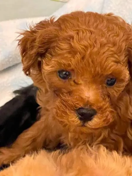 Cuccioli di barboncino