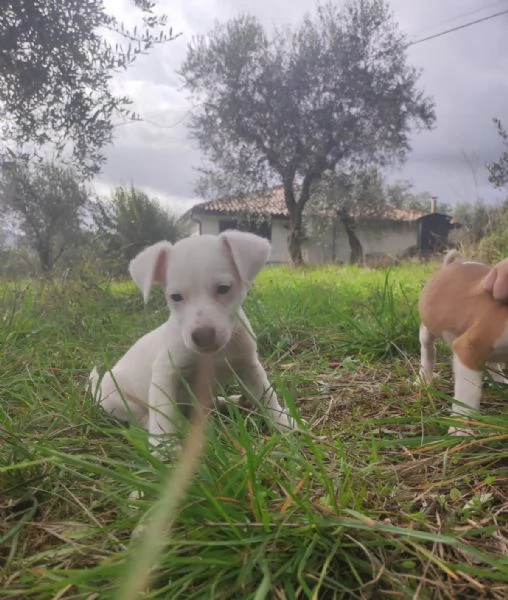 Vendita jack russell