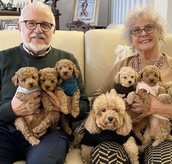 Cuccioli di barboncino pronti per una nuova casa. | Foto 0