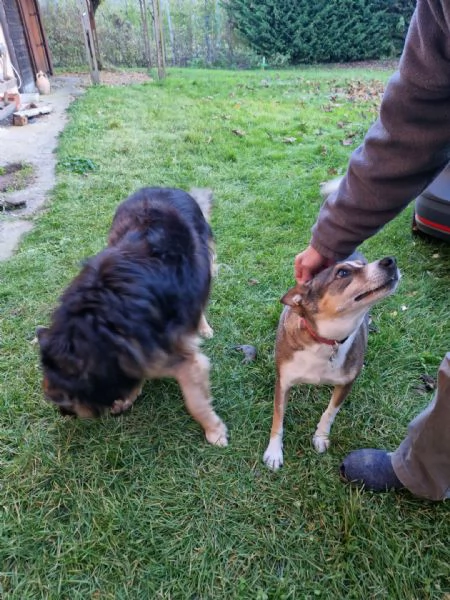 Regalo 2 cani meticci di media taglia