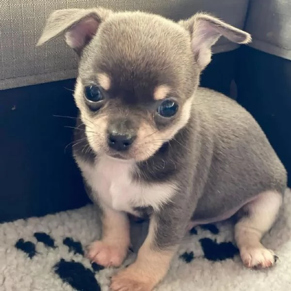 Bellissimi cuccioli di Chihuahua pre-viziati (+[numero nascosto]99)