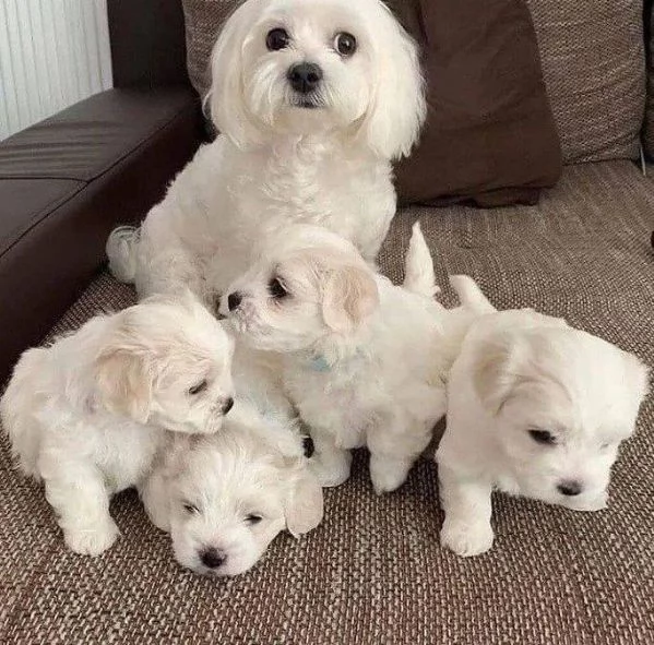 Cuccioli maltese adorabile per l'adozione