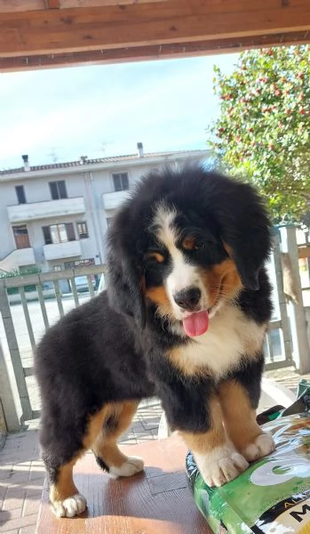 Bovaro del bernese  | Foto 3