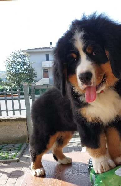 Bovaro del bernese 