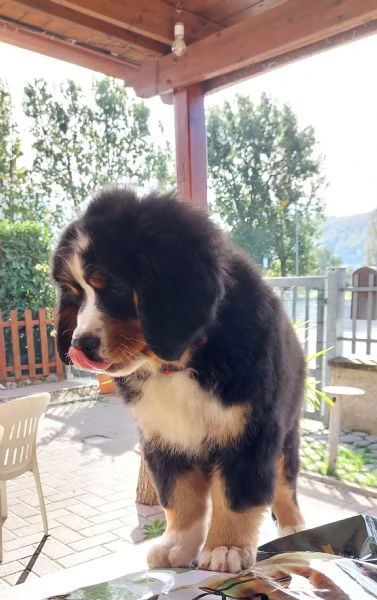 Bovaro del bernese  | Foto 0