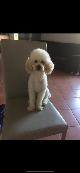 Cuccioli di Maltipoo 