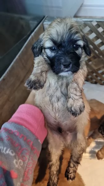 Cuccioli di Maltipoo  | Foto 4