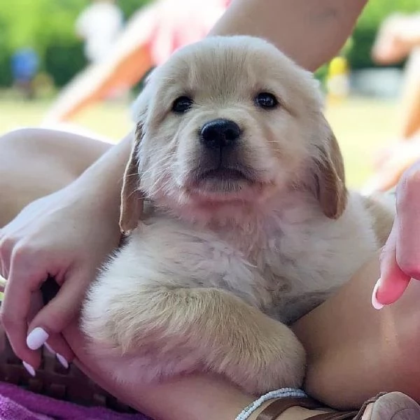 Disponibili cuccioli di Golden Retriever.