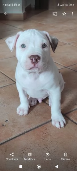 Cuccioli Pitbull Red Nose