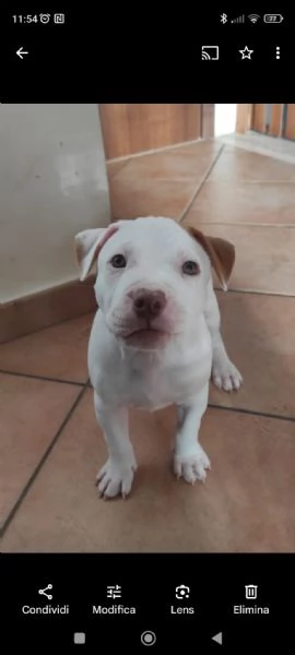 Cuccioli Pitbull Red Nose | Foto 0