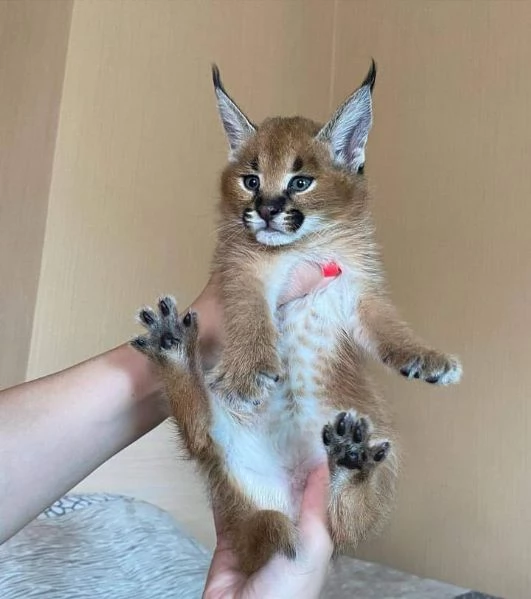 gattini F1 sono disponibili nel nostro allevatore di Savannah caracal e serval. | Foto 5