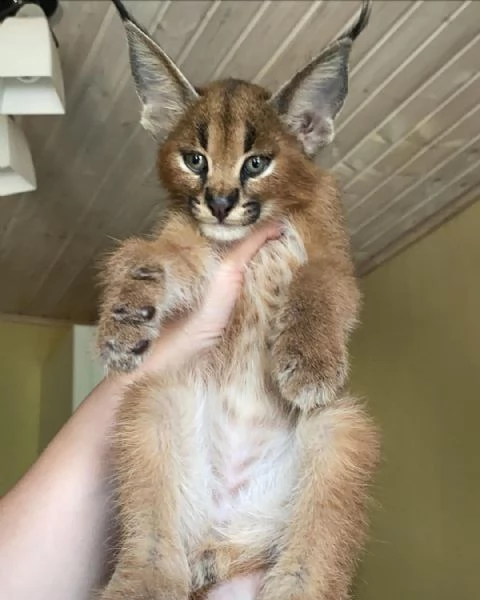 gattini F1 sono disponibili nel nostro allevatore di Savannah caracal e serval. | Foto 3