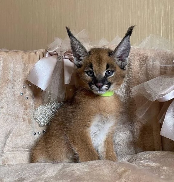 gattini F1 sono disponibili nel nostro allevatore di Savannah caracal e serval. | Foto 2