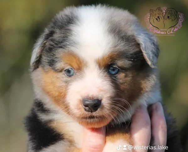 Miniature American Shepherd 