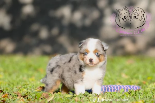 Miniature American Shepherd  | Foto 4