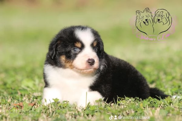 Miniature American Shepherd  | Foto 3