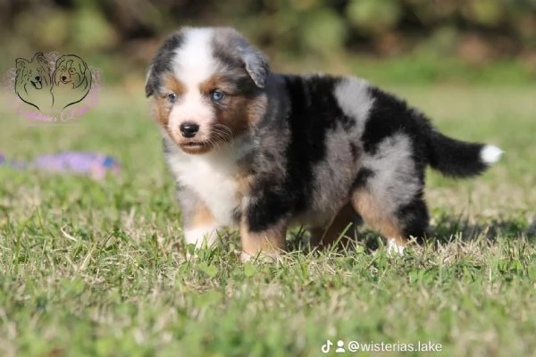 Miniature American Shepherd  | Foto 2